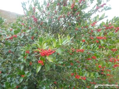 Hayedos Rioja Alavesa-Sierra de Toloño;bola del mundo guadarrama a tu aire senderismo y rutas por la